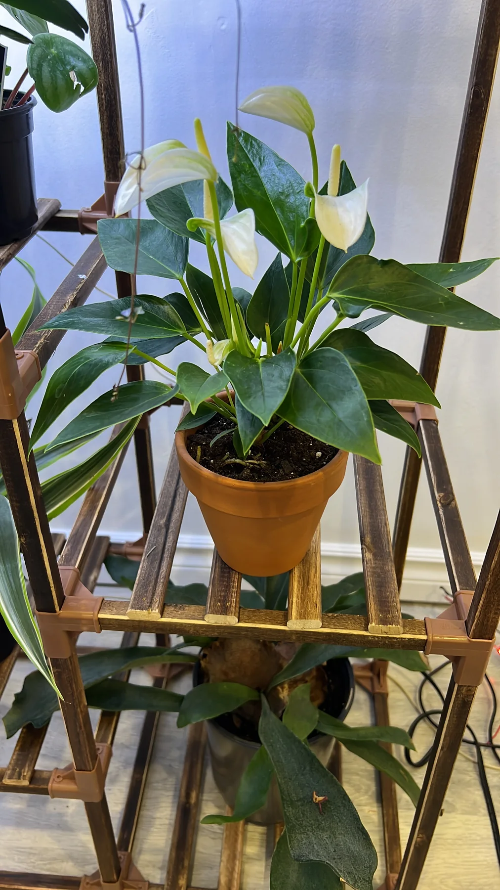 Plant and garden photograph 2