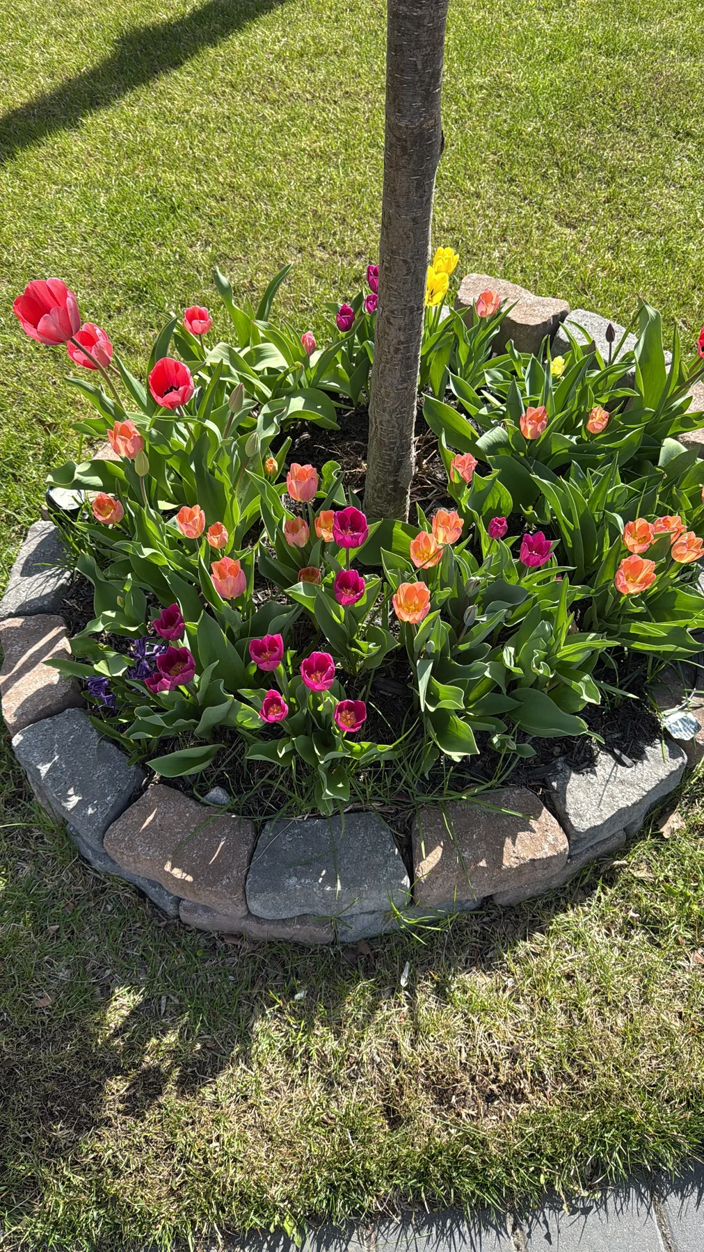 Plant and garden photograph 4