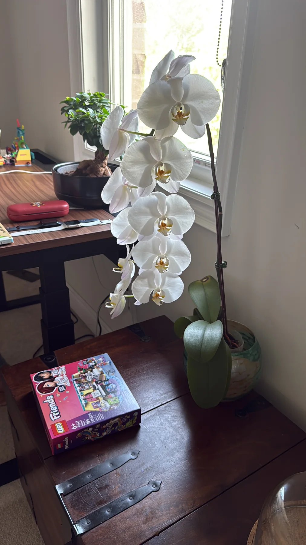 Plant and garden photograph 6