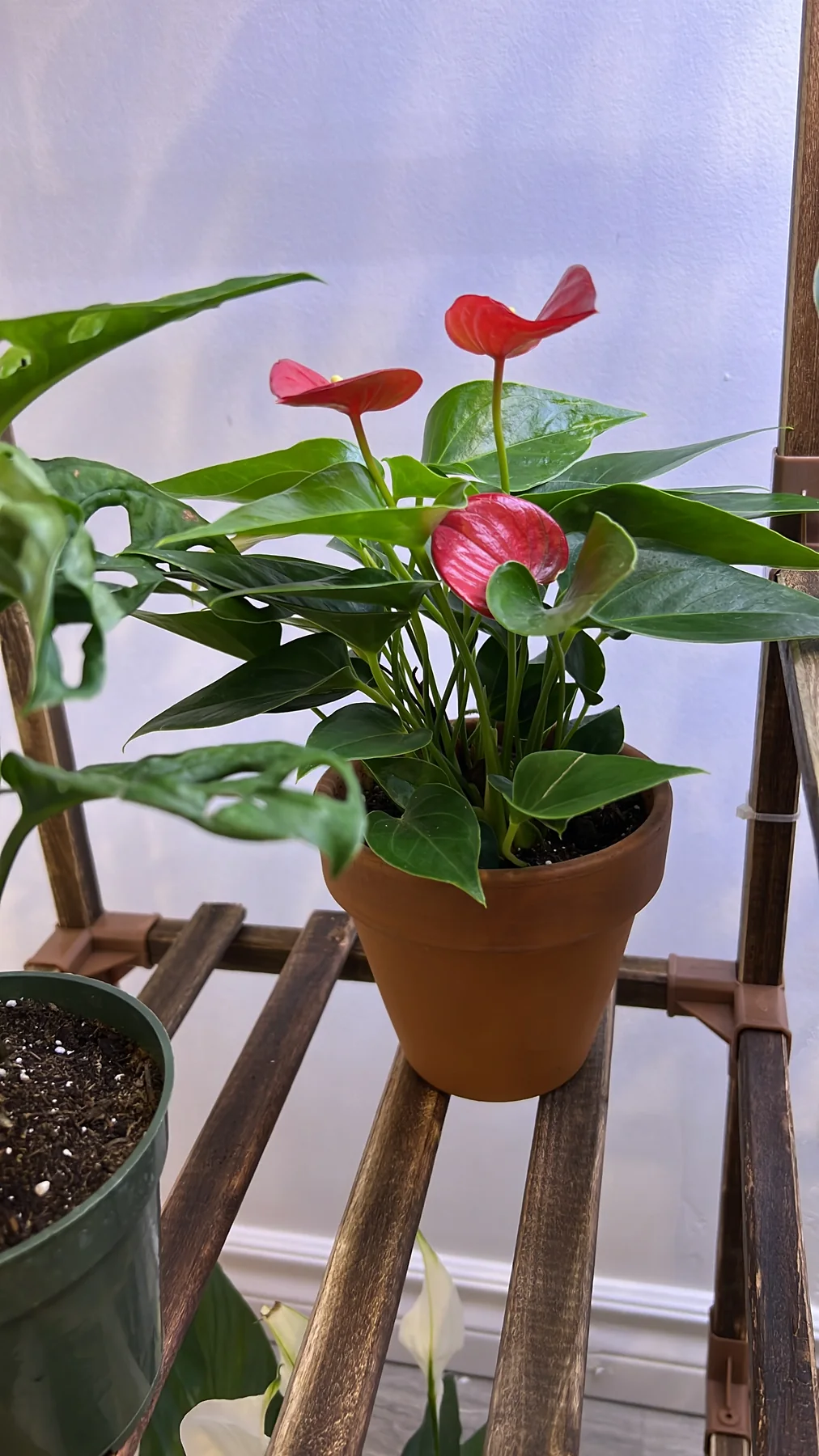 Plant and garden photograph 8