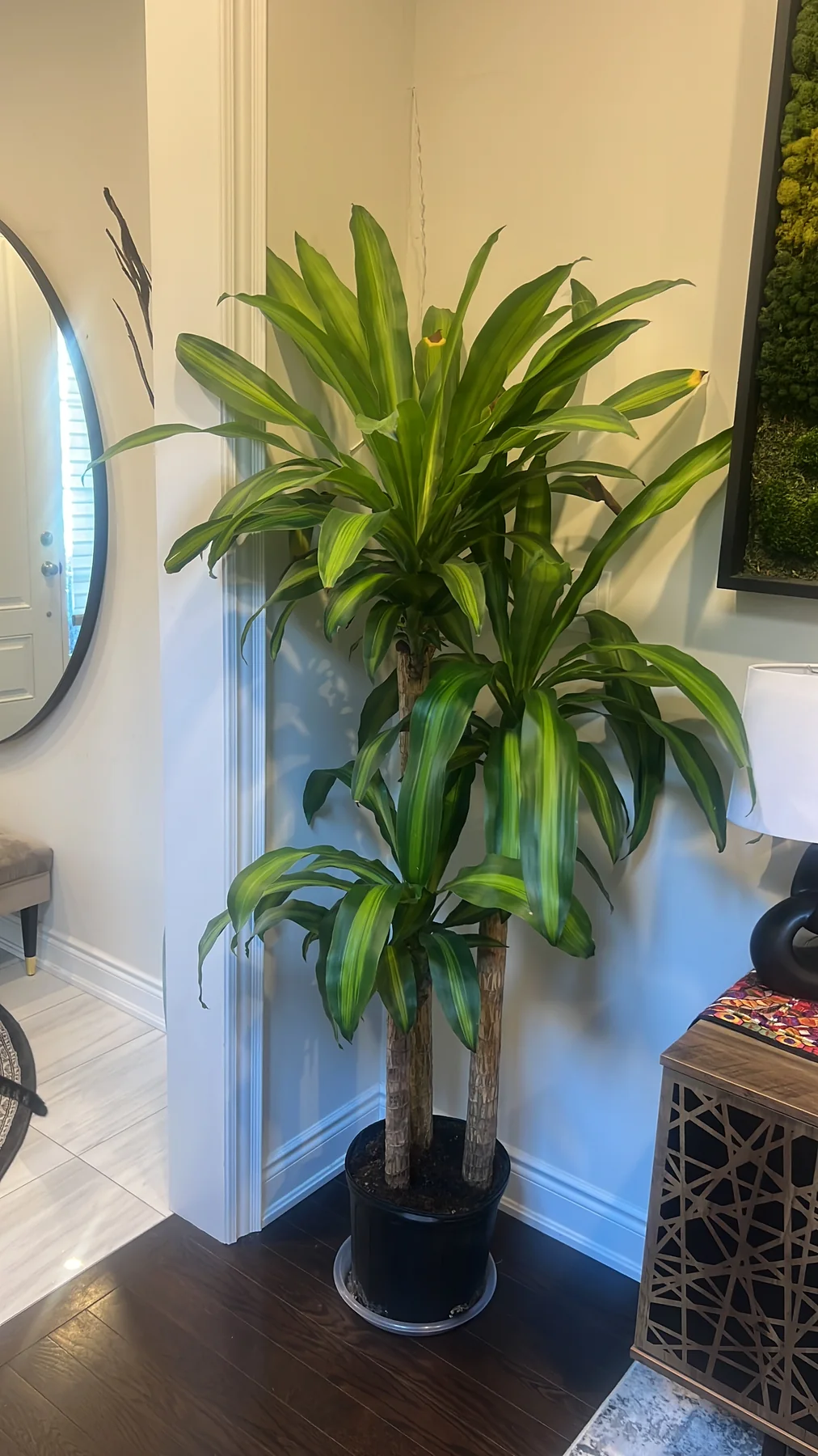 Plant and garden photograph 12