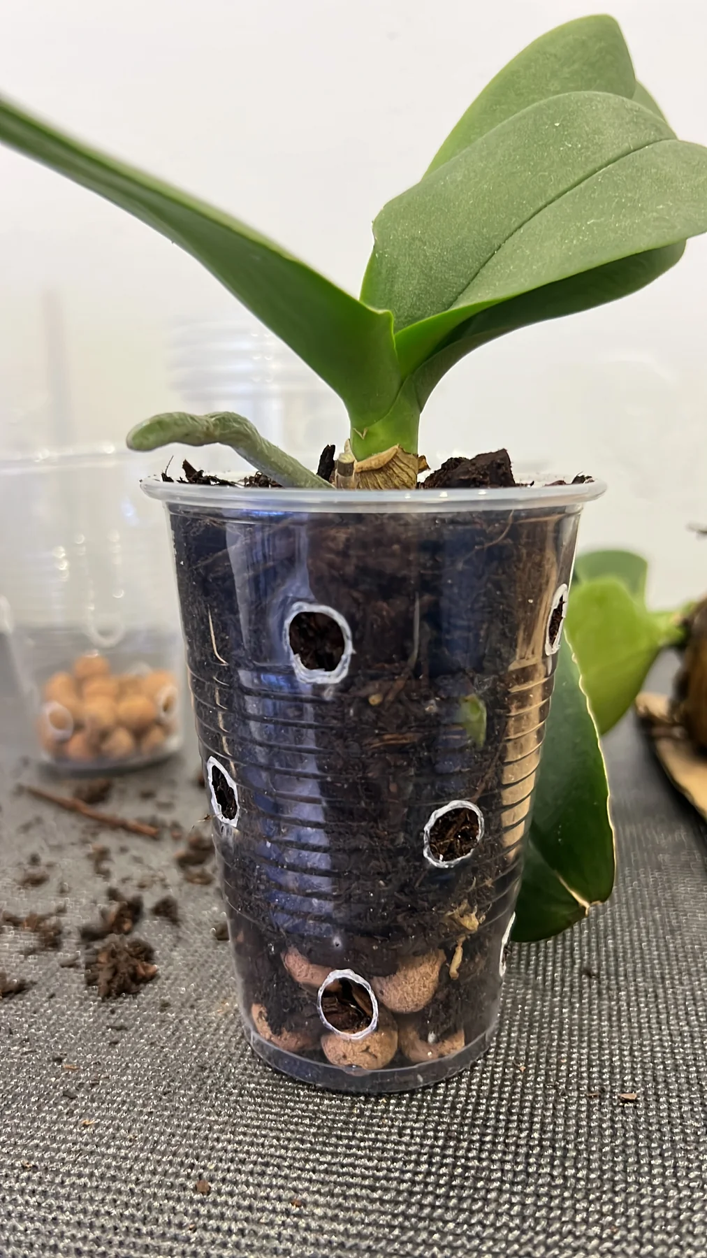 Plant and garden photograph 16