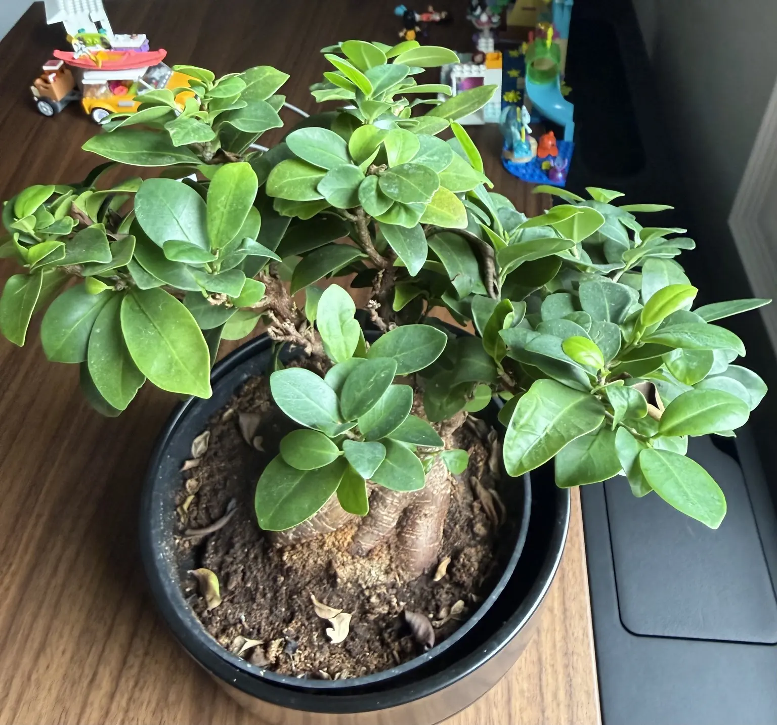 Ficus bonsai on my work desk