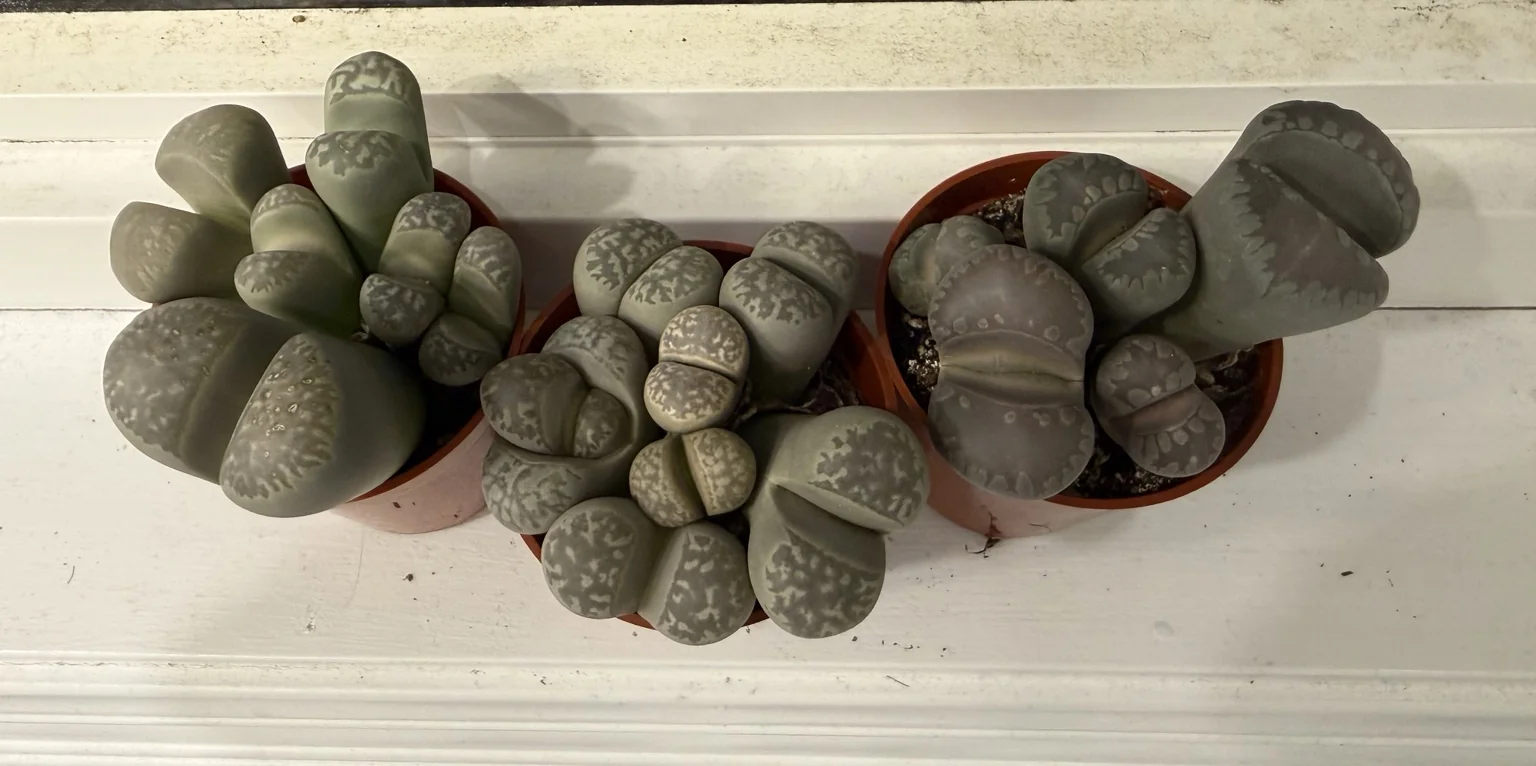 Lithops - living stones