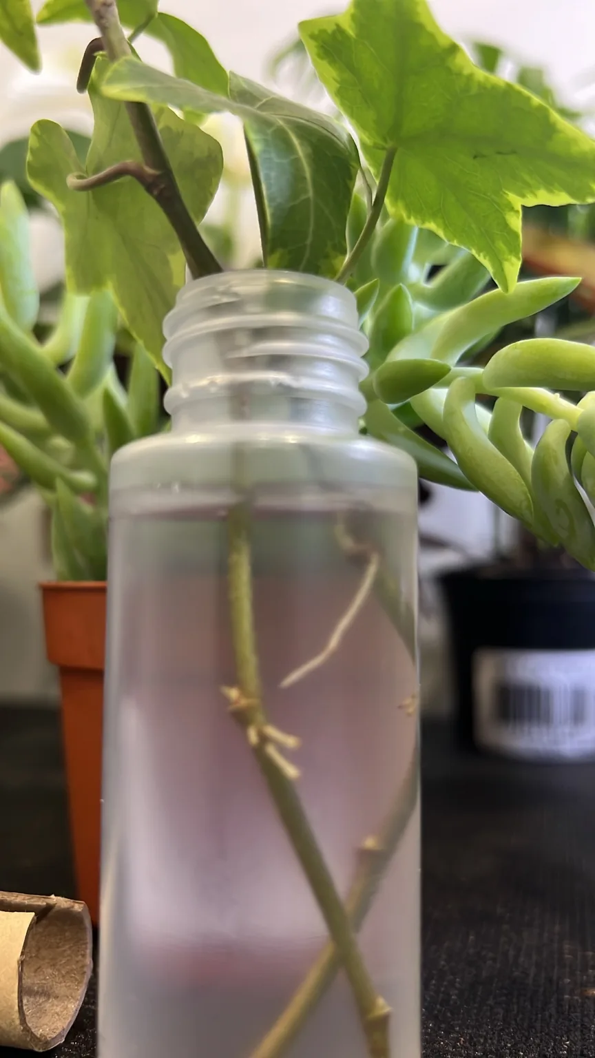 A cutting taking root