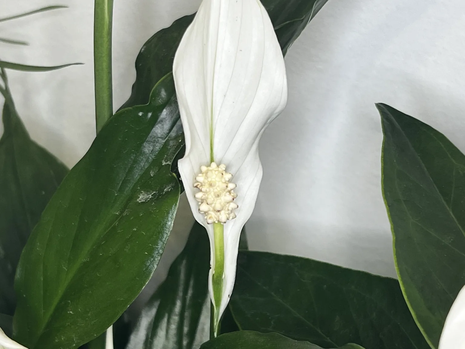 Peace lily in bloom