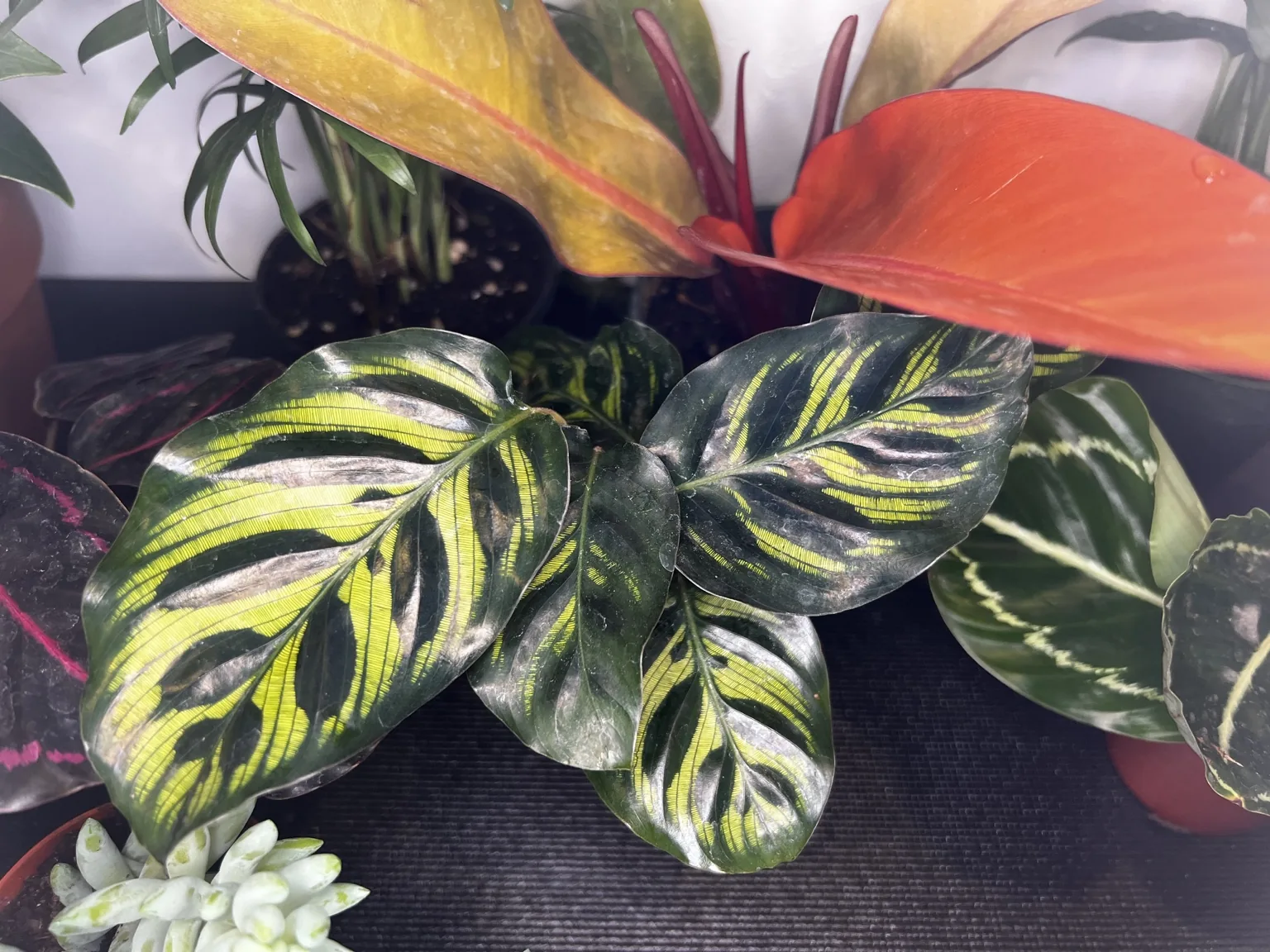 Patterned tropical leaves