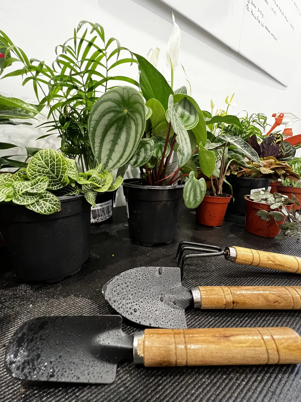 Plants and garden tools