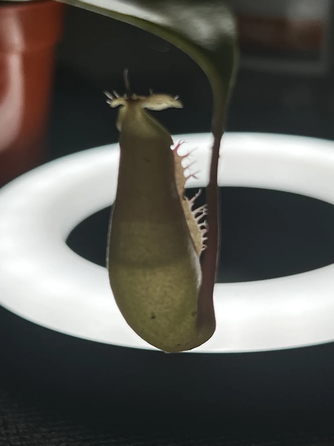 Young pitcher plant