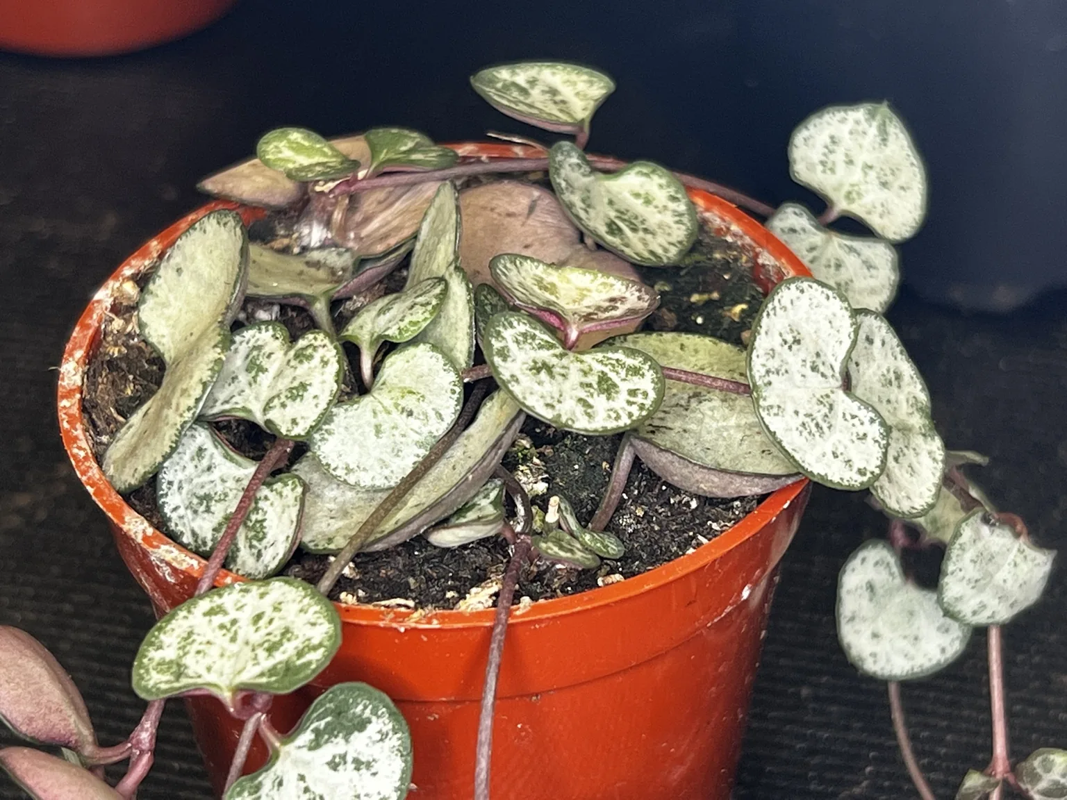 String of hearts